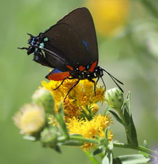 Atlides halesus