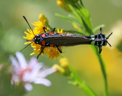 Atlides halesus