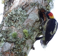 Melanerpes pulcher