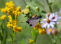 Atlides halesus
