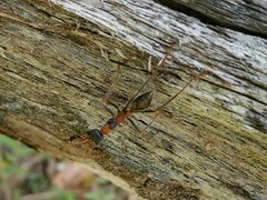 Myrmecia nigrocincta