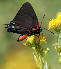 Atlides halesus