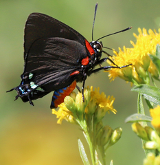 Atlides halesus