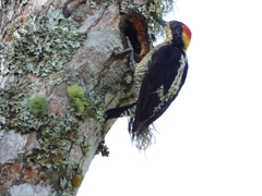 Melanerpes pulcher