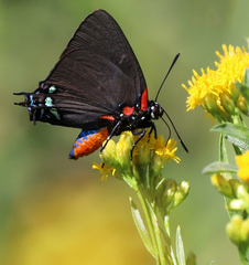 Atlides halesus