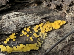 Calycina