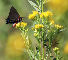 Atlides halesus