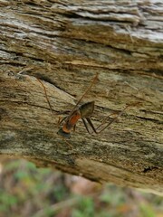 Myrmecia nigrocincta