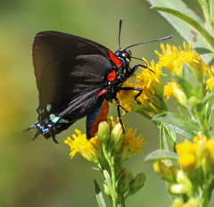 Atlides halesus