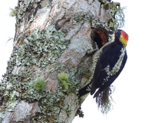 Melanerpes pulcher