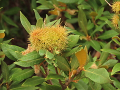 Chrysolepis chrysophylla