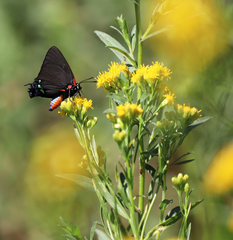 Atlides halesus