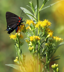 Atlides halesus