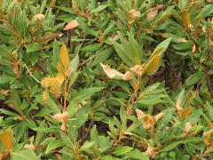 Chrysolepis chrysophylla