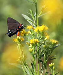 Atlides halesus