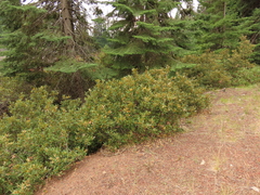 Chrysolepis chrysophylla