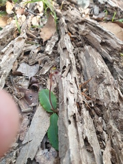 Chiloglottis