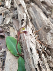 Chiloglottis