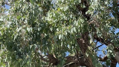 Eucalyptus polyanthemos
