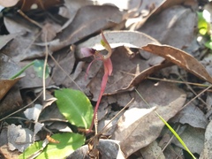 Chiloglottis