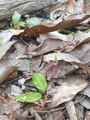 Chiloglottis