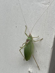 Pterophylla camellifolia