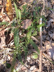 Adiantum hispidulum
