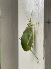 Pterophylla camellifolia