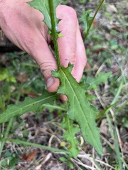 Cirsium muticum