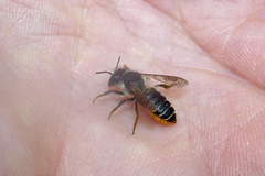 Megachile relativa