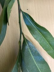 Litsea reticulata