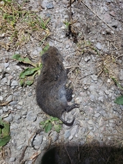 Microtus pennsylvanicus