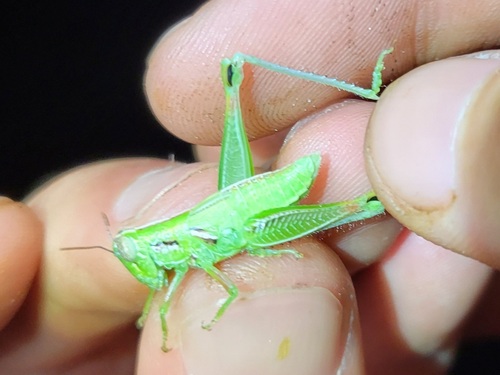 Osceola Grasshopper