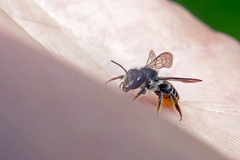 Megachile relativa