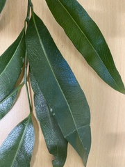 Litsea reticulata