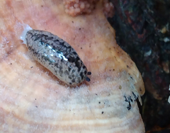 Philomycus carolinianus