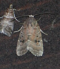 Elaphria fuscimacula