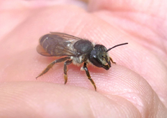 Megachile relativa