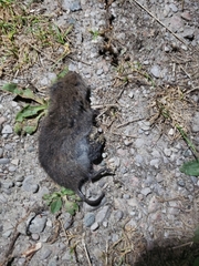 Microtus pennsylvanicus