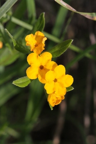 hoary puccoon