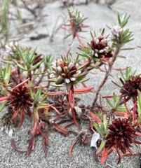Polygonum paronychia