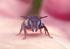 Megachile relativa