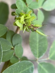 Lespedeza stuevei