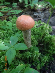 Leccinum aurantiacum