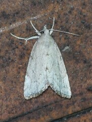 Cutina albopunctella