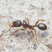 Aphaenogaster occidentalis - Photo (c) Julian F,  זכויות יוצרים חלקיות (CC BY-NC), הועלה על ידי Julian F