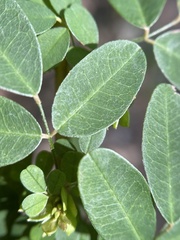 Lespedeza stuevei