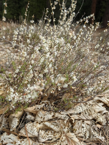 iNaturalist observation photo of Wright's buckwheat