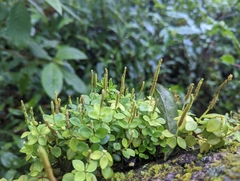 Peperomia tetraphylla