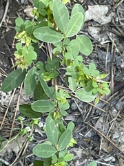 Lespedeza stuevei